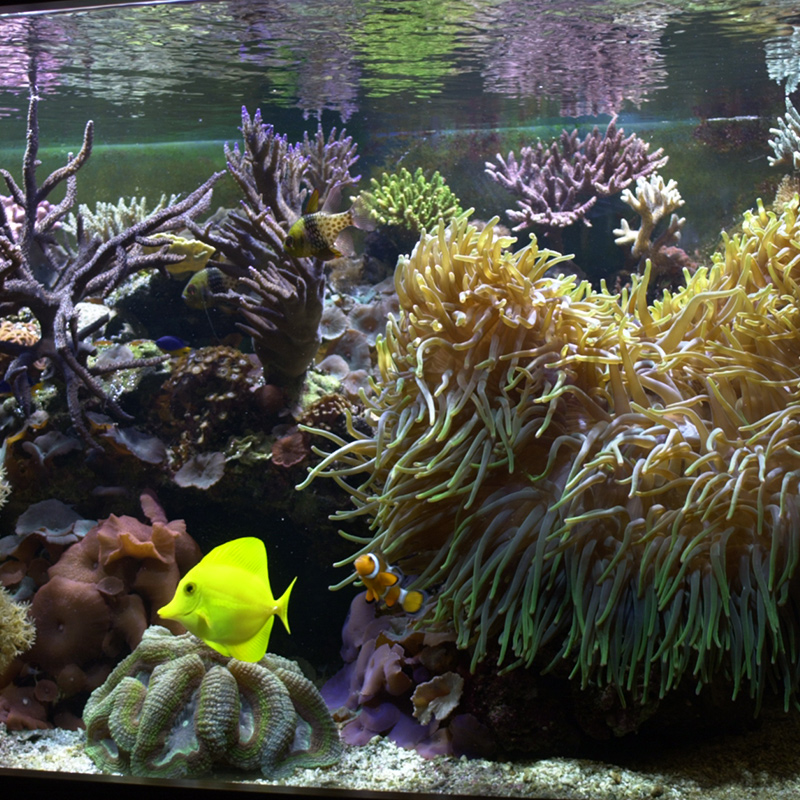 AquaSander Accessories and planning for professional aquariums systems engineering, ozone